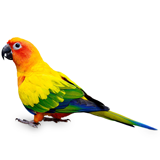 Conure