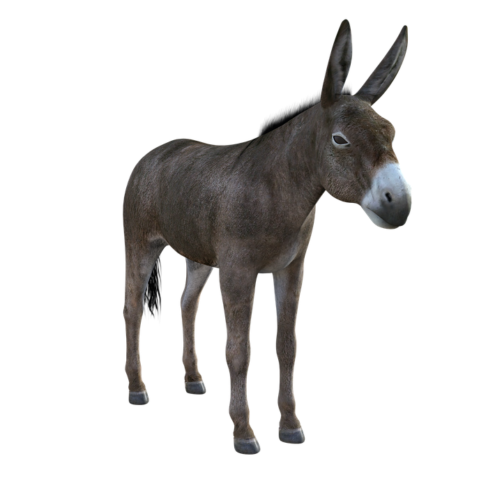 Mule